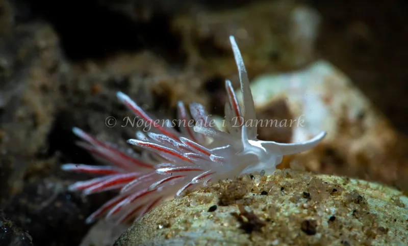 Gulenia monicae - Lyngsbo Strand - Foto: Tina Hindal