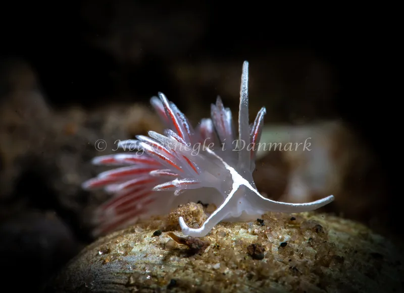 Gulenia monicae - Lyngsbo Strand - Foto: Tina Hindal