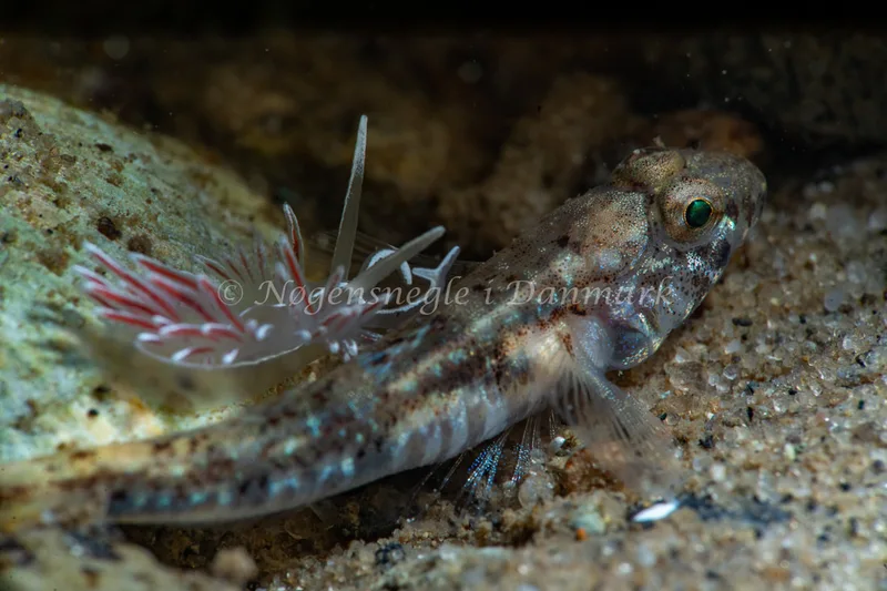 Gulenia monicae - Lyngsbo Strand - Foto: Tina Hindal