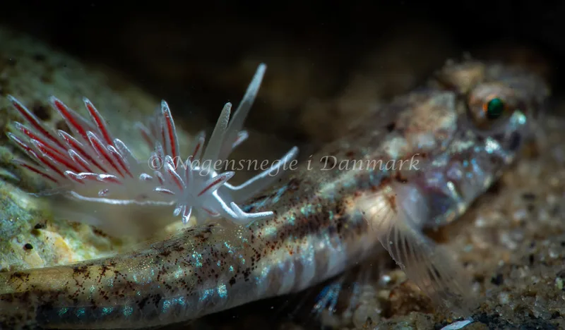 Gulenia monicae - Lyngsbo Strand - Foto: Tina Hindal