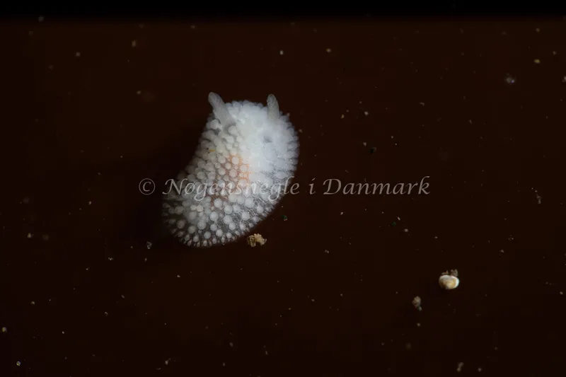 Onchidoris muricata - Søbadet - Foto: Tina Hindal