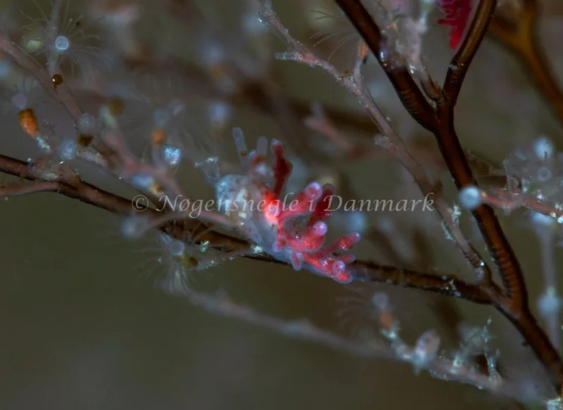 Eubranchus rupium - Søbadet - Foto: Tina Hindal