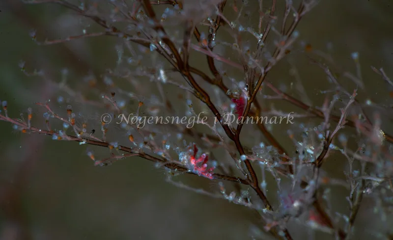 Eubranchus rupium - Søbadet - Foto: Tina Hindal
