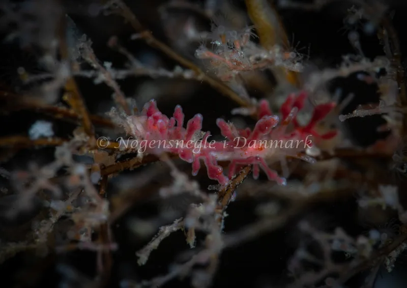 Eubranchus rupium - Søbadet - Foto: Tina Hindal