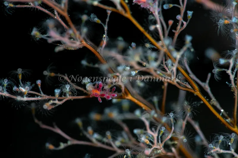 Eubranchus rupium - Søbadet - Foto: Tina Hindal