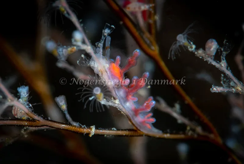 Eubranchus rupium - Søbadet - Foto: Tina Hindal