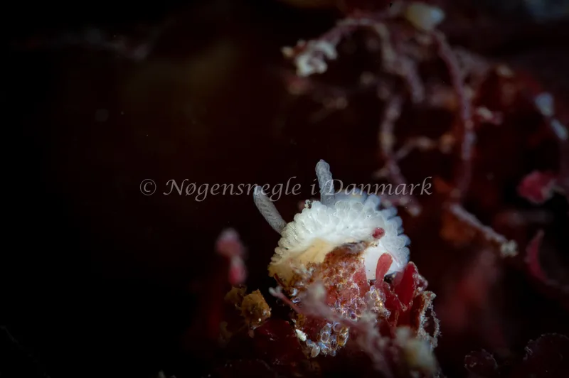 Onchidoris muricata - Søbadet - Foto: Tina Hindal