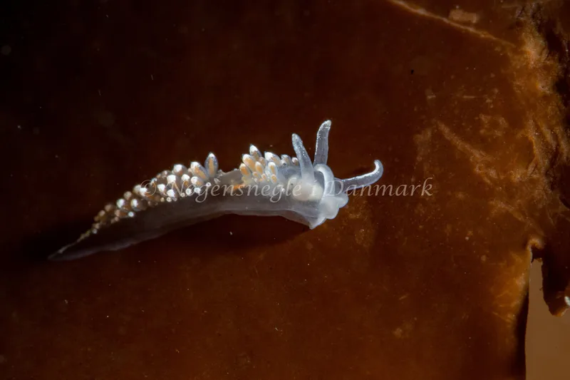 Coryphella verrucosa - Søbadet - Foto: Tina Hindal