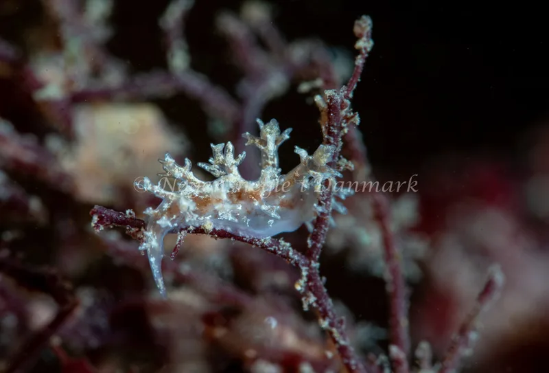 Dendronotus frondosus - Søbadet - Foto: Tina Hindal