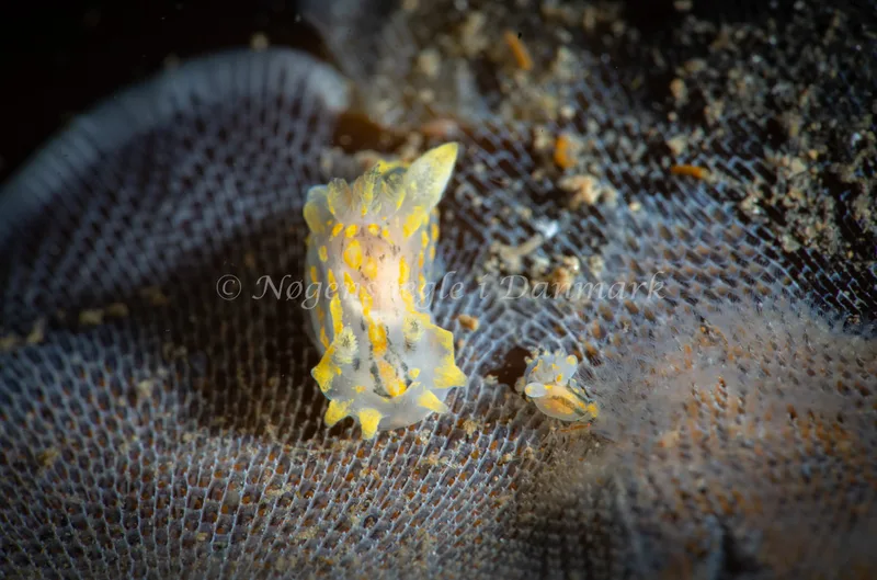 Polycera quadrilineata - Søbadet - Foto: Tina Hindal