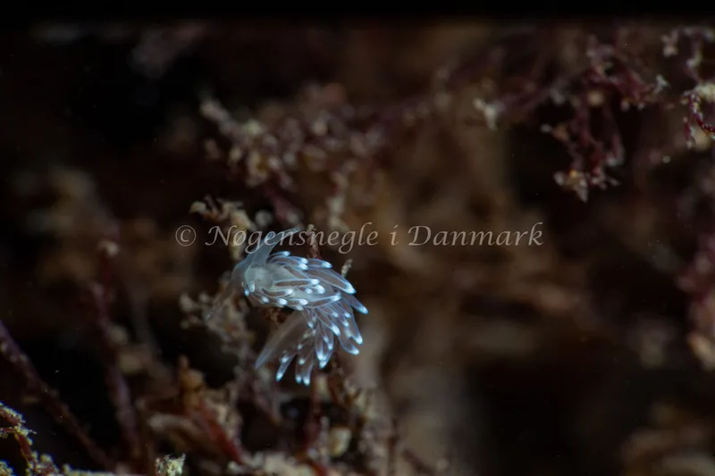 Cuthonella concinna - Søbadet - Foto: Tina Hindal