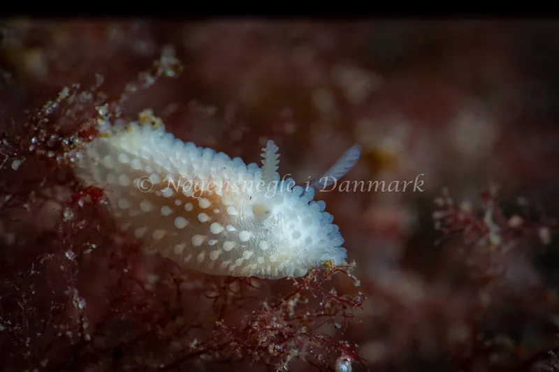 Onchidoris muricata - Søbadet - Foto: Tina Hindal