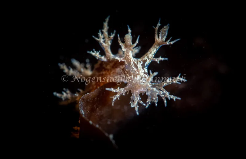 Dendronotus frondosus - Ammoniakhavnen - Foto: Tina Hindal