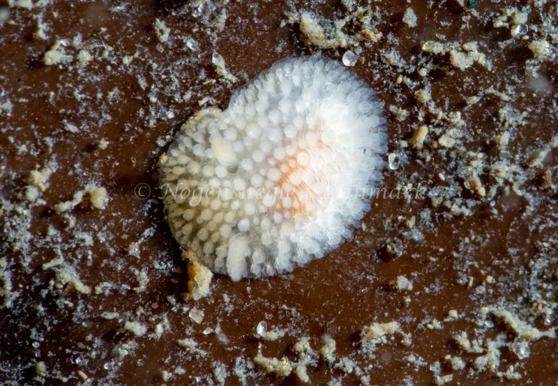 Onchidoris muricata - Ammoniakhavnen - Foto: Tina Hindal