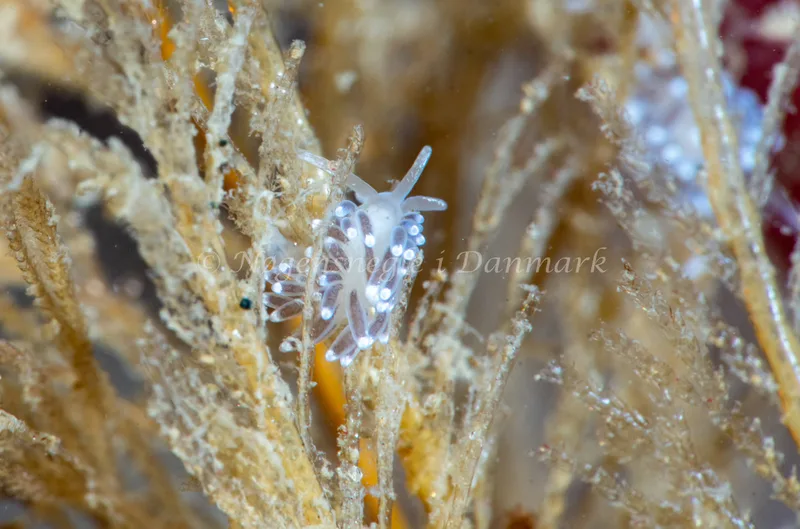 Cuthonella concinna - Ammoniakhavnen - Foto: Tina Hindal
