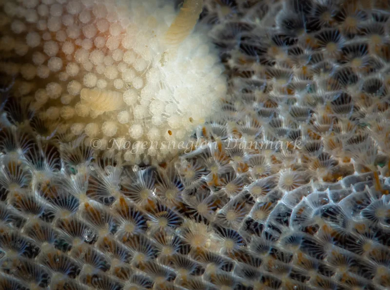 Onchidoris muricata - Ammoniakhavnen - Foto: Tina Hindal