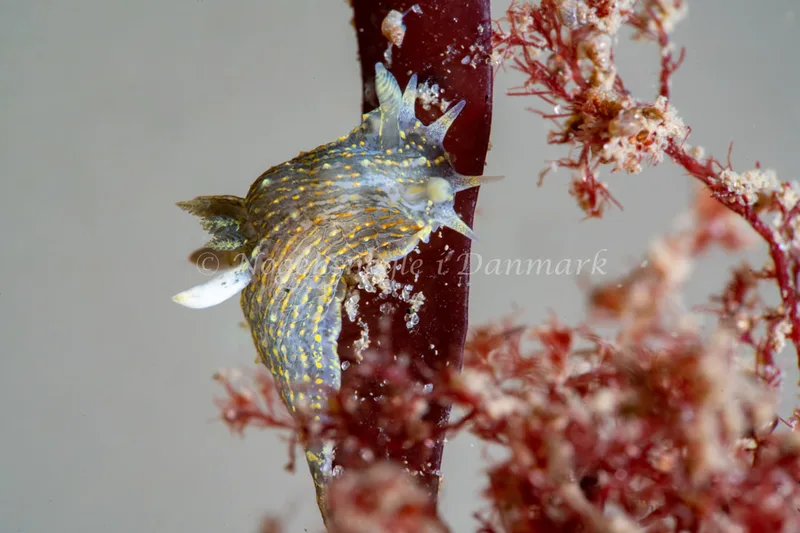Polycera quadrilineata - Ammoniakhavnen - Foto: Tina Hindal
