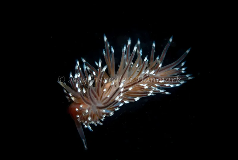 Facelina bostoniensis - Ammoniakhavnen - Foto: Tina Hindal
