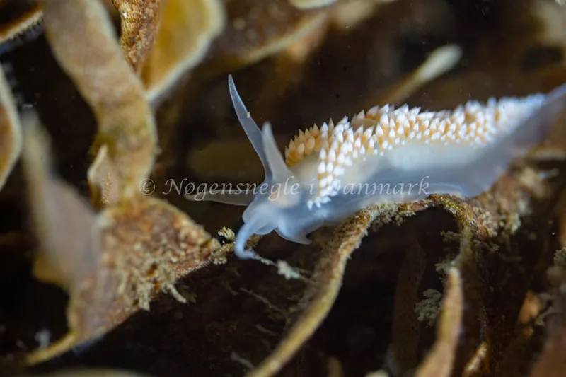 Coryphella verrucosa - Ammoniakhavnen - Foto: Tina Hindal