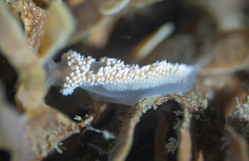 Coryphella verrucosa - Ammoniakhavnen - Foto: Tina Hindal