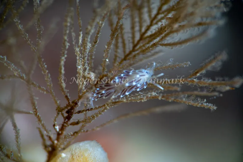 Cuthonella concinna - Ammoniakhavnen - Foto: Tina Hindal