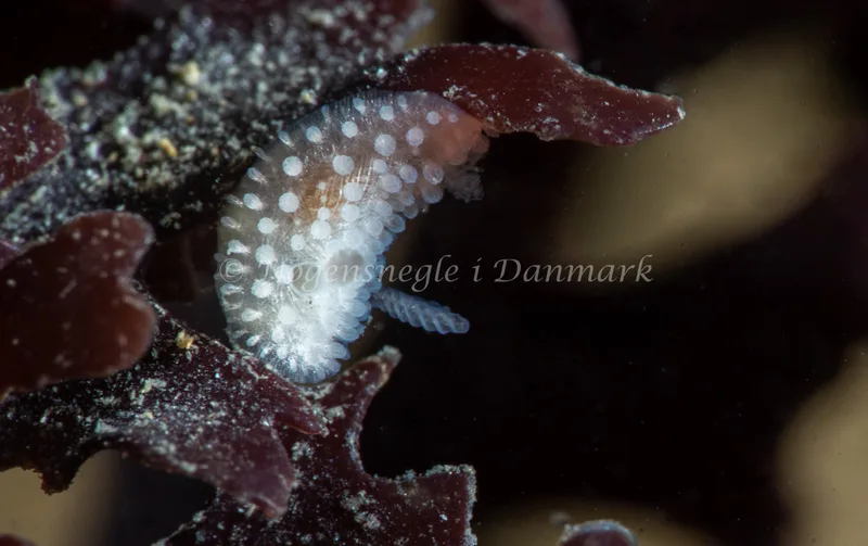 Onchidoris muricata - Sangstrup Klint - Foto: Tina Hindal