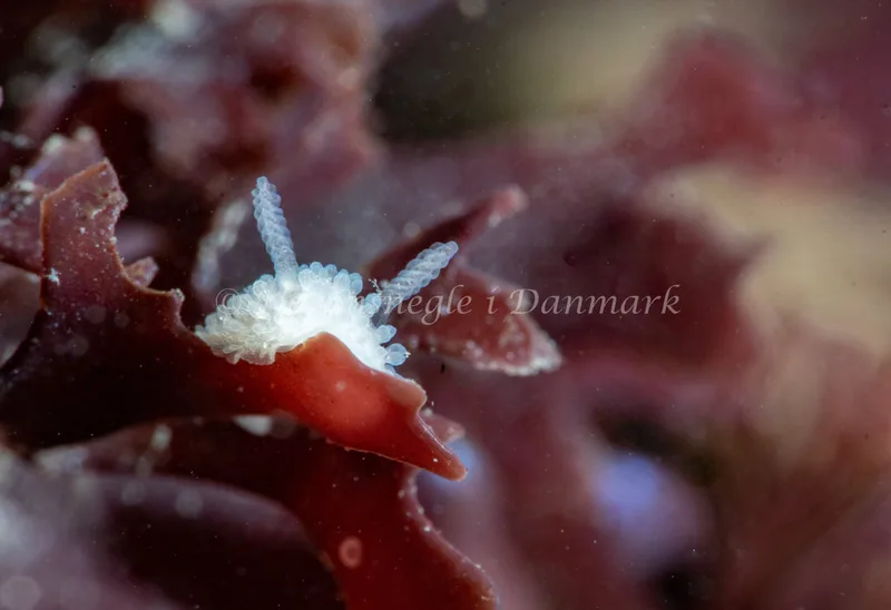 Onchidoris muricata - Sangstrup Klint - Foto: Tina Hindal