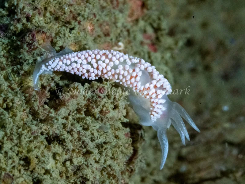 Coryphella verrucosa - Hals Barre Fyr - Foto: Tina Hindal