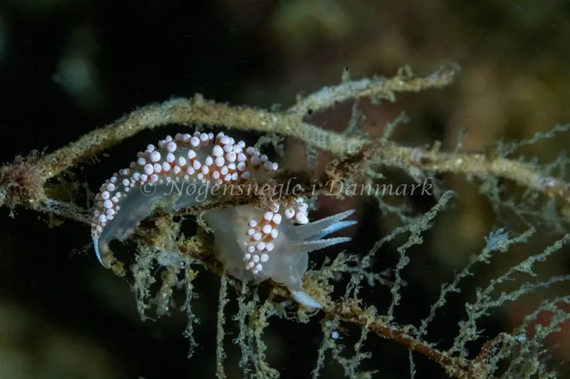Coryphella verrucosa - Hals Barre Fyr - Foto: Tina Hindal