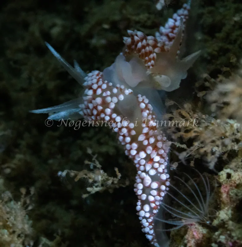 Coryphella verrucosa - Hals Barre Fyr - Foto: Tina Hindal