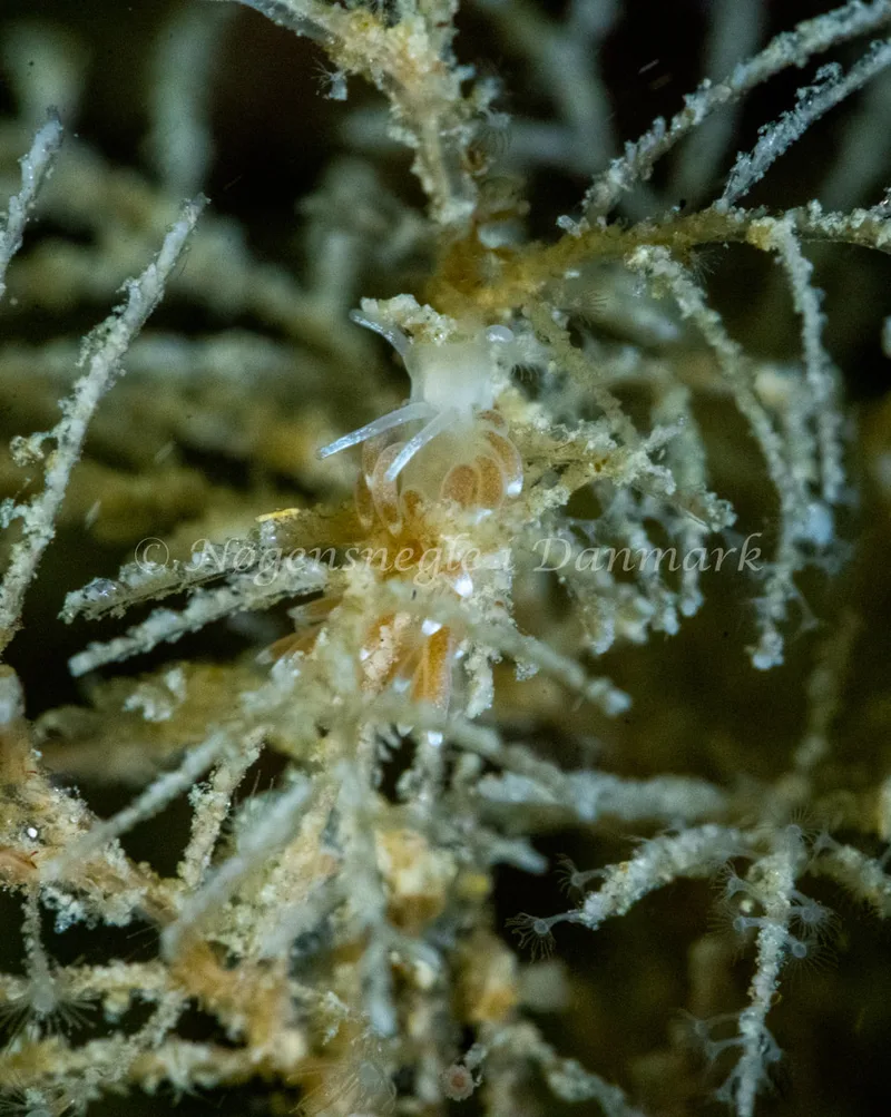 Cuthonella concinna - Hals Barre Fyr - Foto: Tina Hindal