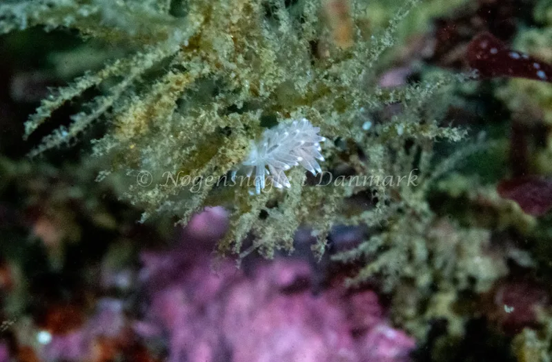 Cuthonella concinna - Hals Barre Fyr - Foto: Tina Hindal