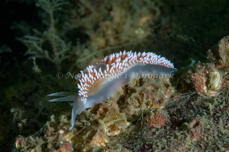 Coryphella verrucosa - Hals Barre Fyr - Foto: Tina Hindal