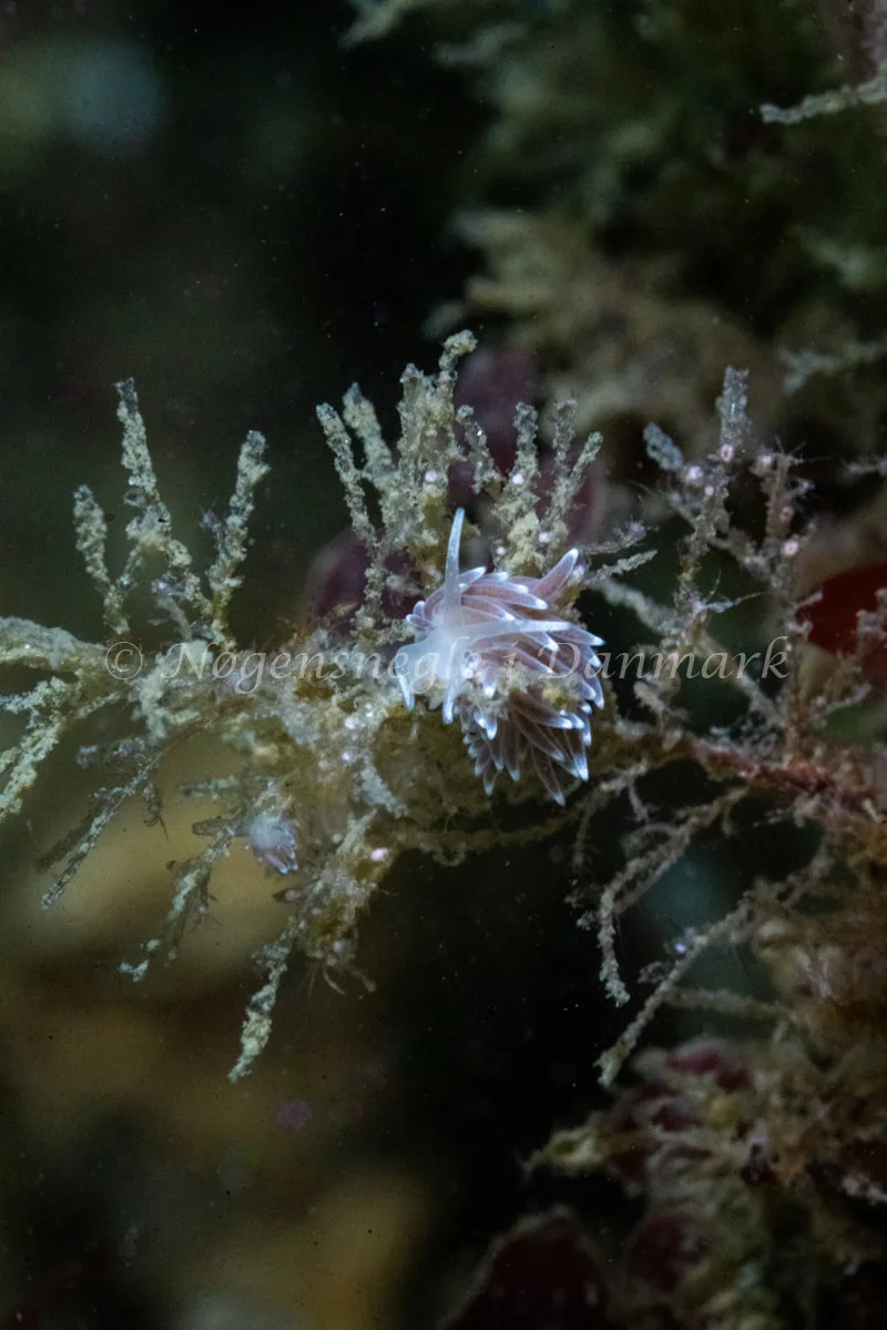 Cuthonella concinna - Hals Barre Fyr - Foto: Tina Hindal