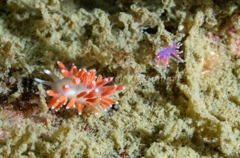 Microchlamylla gracilis - Hals Barre Fyr - Foto: Tina Hindal