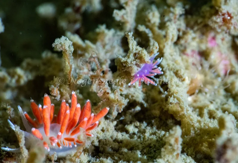 Microchlamylla gracilis - Hals Barre Fyr - Foto: Tina Hindal