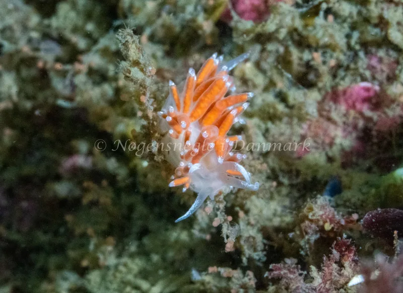 Microchlamylla gracilis - Hals Barre Fyr - Foto: Tina Hindal