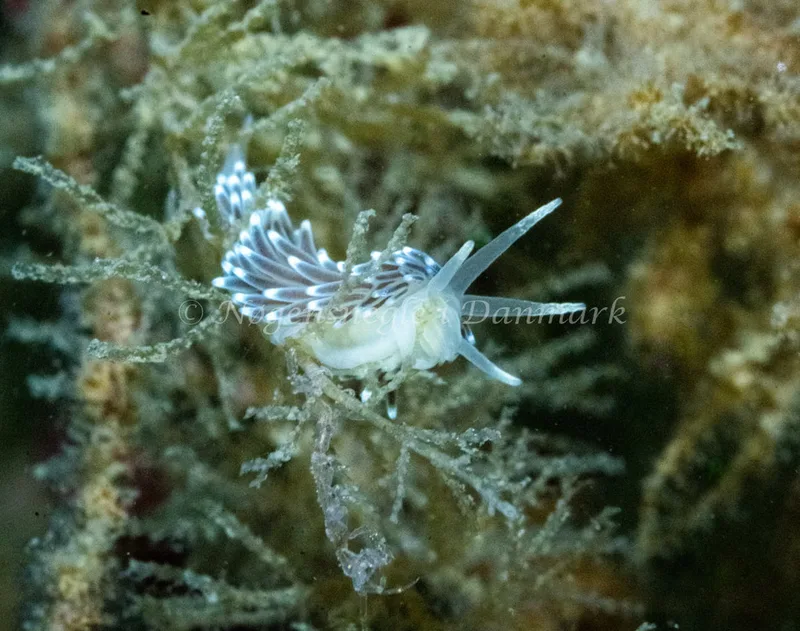 Cuthonella concinna - Hals Barre Fyr - Foto: Tina Hindal