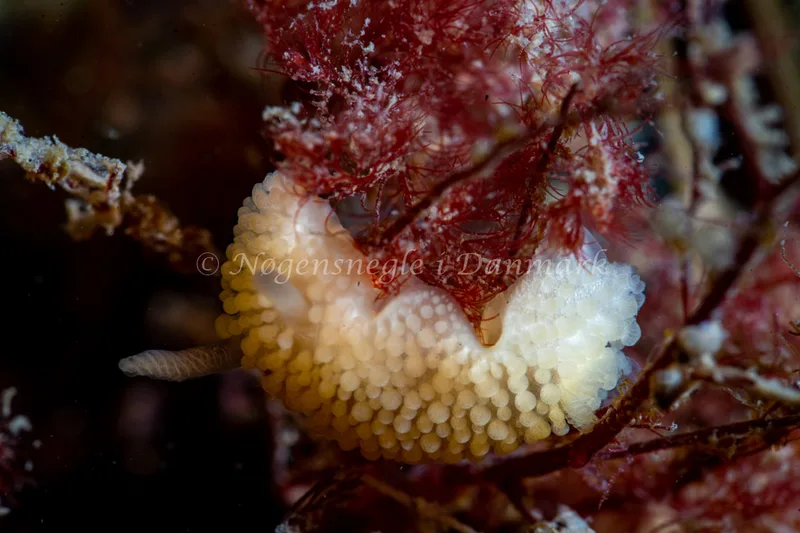 Onchidoris muricata - Ammoniakhavnen - Foto: Tina Hindal