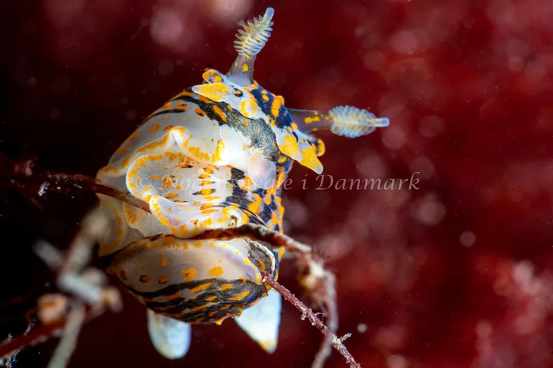 Polycera quadrilineata - Ammoniakhavnen - Foto: Tina Hindal
