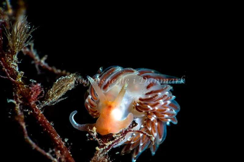 Facelina bostoniensis - Ammoniakhavnen - Foto: Tina Hindal