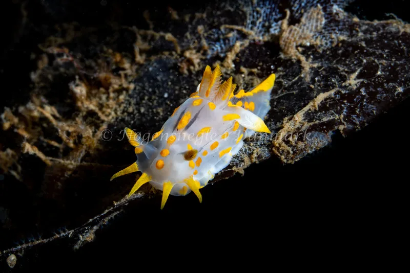 Polycera quadrilineata - Ammoniakhavnen - Foto: Tina Hindal
