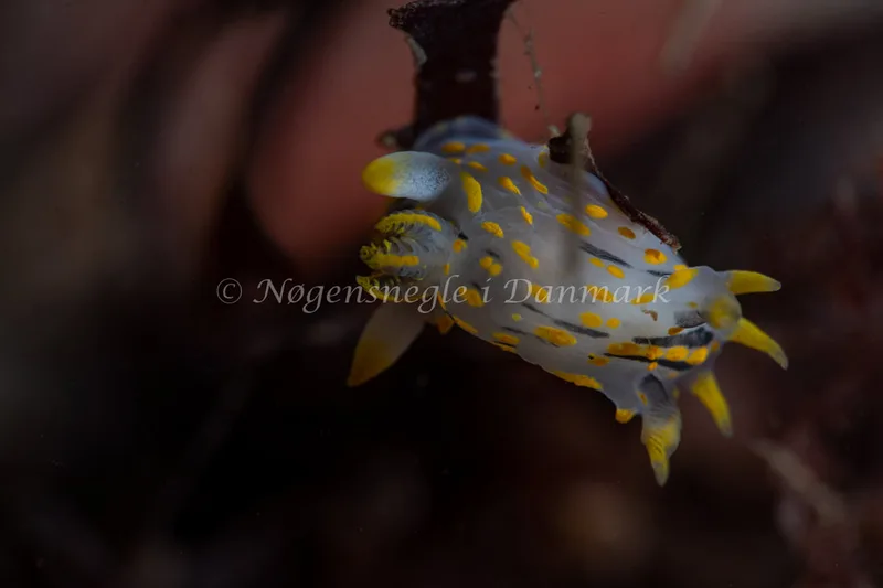 Polycera quadrilineata - Søbadet - Foto: Tina Hindal