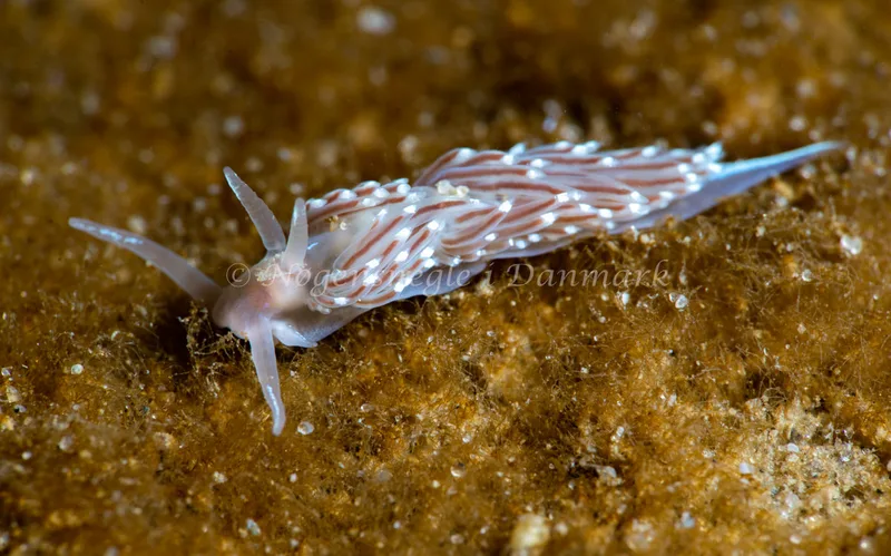 Facelina bostoniensis - Ammoniakhavnen - Foto: Tina Hindal