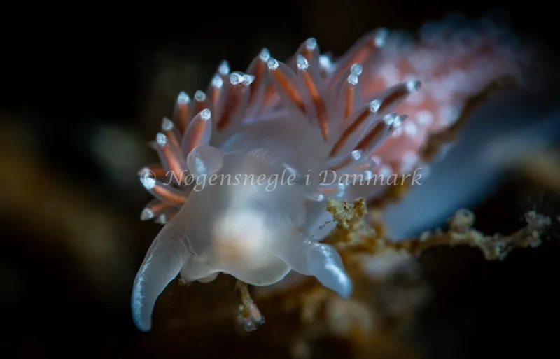 Coryphella verrucosa rufibranchialis - Ammoniakhavnen - Foto: Tina Hindal