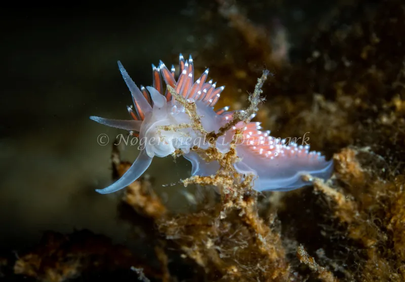 Coryphella verrucosa rufibranchialis - Ammoniakhavnen - Foto: Tina Hindal