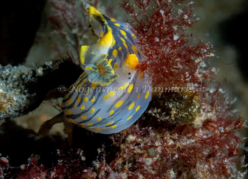 Polycera quadrilineata - Ammoniakhavnen - Foto: Tina Hindal