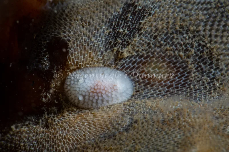 Onchidoris muricata - Ammoniakhavnen - Foto: Tina Hindal