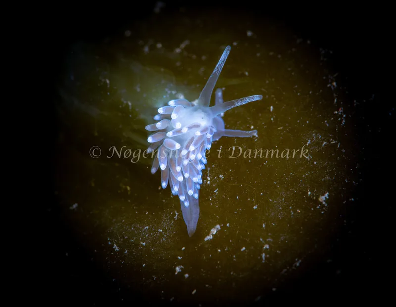 Cuthonella concinna - Ammoniakhavnen - Foto: Tina Hindal