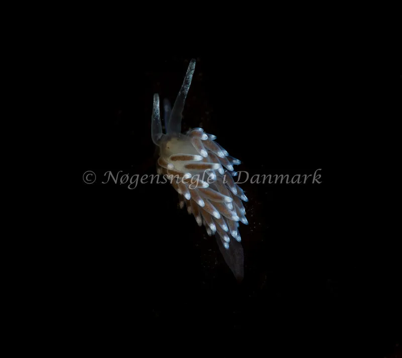 Cuthonella concinna - Ammoniakhavnen - Foto: Tina Hindal